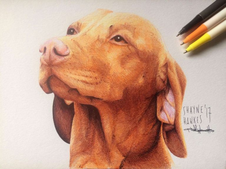 Hungarian Vizsla by Shayne Hawkes